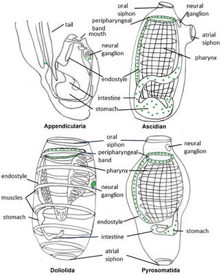 Serotonin system in tunicates: insight from morphological and molecular approaches